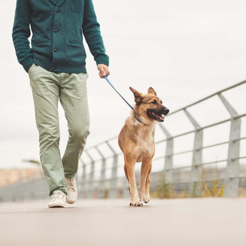 Tailoring the Walk