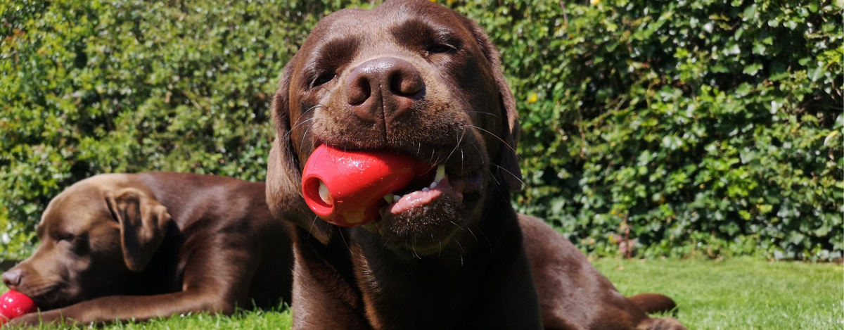 Kong Boredom