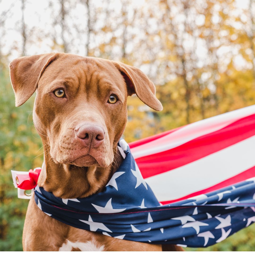 Dog Flag